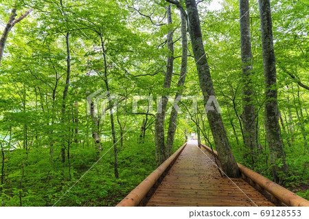 Scenery of Tsutanuma Promenade Beech Forest, Towada City, Aomori Prefecture 69128553