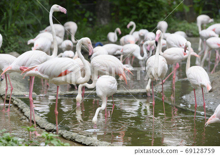Flamingo in Thailand Zoo 69128759