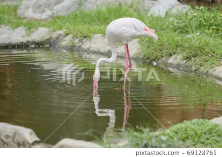 Flamingo in Thailand Zoo 69128761
