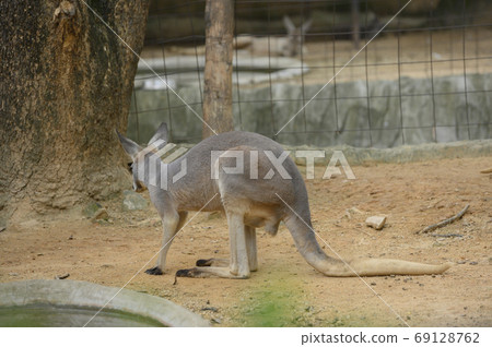 kangaroo in the Thai Zoo 69128762