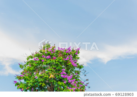 Tree with purple flowers against the blue sky. Blooming Queen's crepe-myrtle (Lagerstroemia speciosa) near the Dragon Bridge in the central part of Da Nang City, Vietnam. 69128903