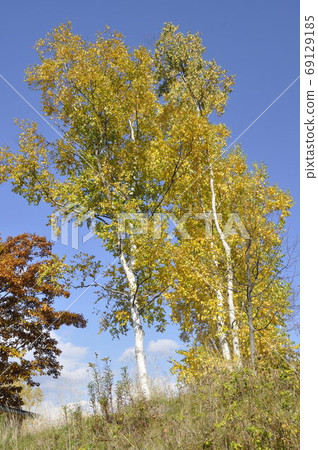 White birch White birch 69129185