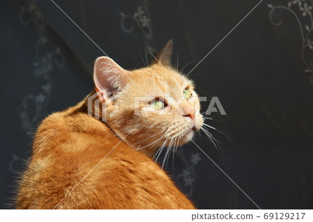 貓美國短毛貓紅色虎斑貓回望相機 貓美國短毛貓紅色虎斑貓回望相機 69129217