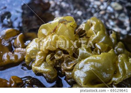 推出的海洋機甲 推出的海洋機甲 69129641