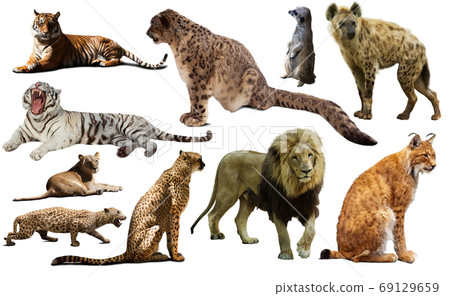 Set of African predators isolated over white Set of African predators isolated over white 69129659