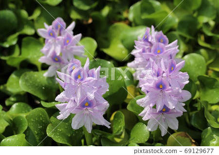 Water hyacinth of Honyakushi Temple Water hyacinth of Honyakushi Temple 69129677