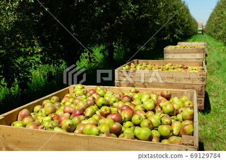 Row of crates full of ripe pears Row of crates full of ripe pears 69129784