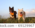 Two dogs lined up smiling against the blue sky 69129967