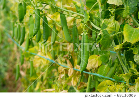 Ripe pea pods on bushes Ripe pea pods on bushes 69130009
