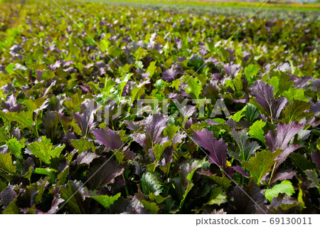 Red leafy mustard plantation Red leafy mustard plantation 69130011