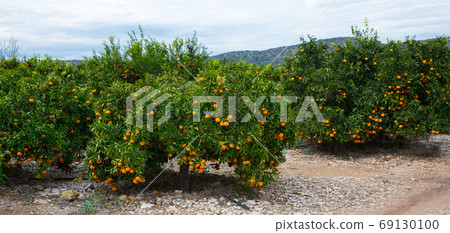 Ripe mandarin oranges on trees Ripe mandarin oranges on trees 69130100