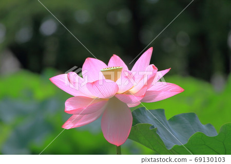 Lotus Lotus 69130103