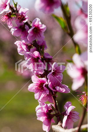 Close-up of blooming peach trees in the fields n spring Close-up of blooming peach trees in the fields n spring 69130200