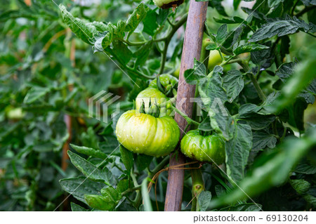 Green unripe tomatoes hanging on bushes in hothouse Green unripe tomatoes hanging on bushes in hothouse 69130204