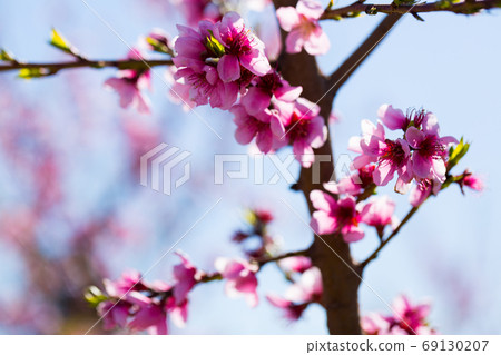 Flowers on peach tree branch 69130207