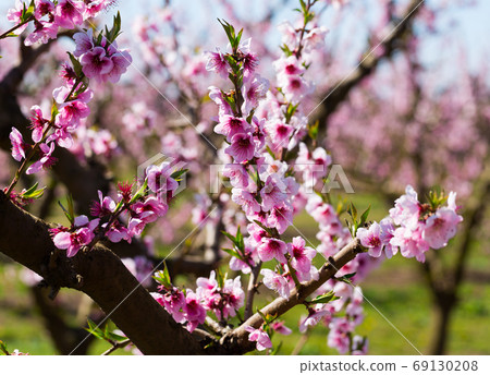 Flowering of peach trees Flowering of peach trees 69130208