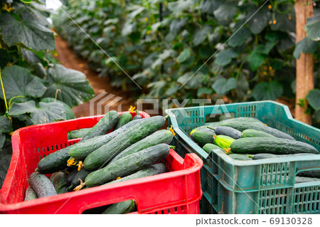 Freshly picked cucumbers in boxes in greenhouse 69130328