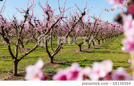 Blossoming peach trees Blossoming peach trees 69130564