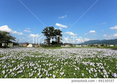 Water hyacinth of Honyakushi Temple 69130587