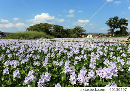 Water hyacinth of Honyakushi Temple 69130597