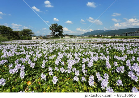 Water hyacinth of Honyakushi Temple 69130600
