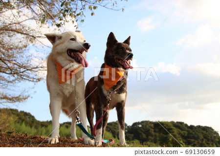 Two dogs lined up with a smile against the blue sky 69130659
