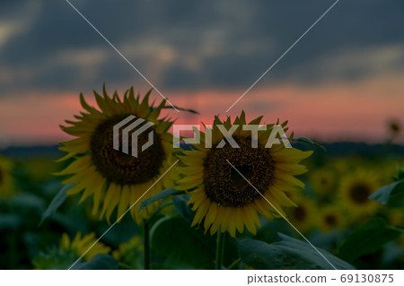 Sunflower village at sunset Sunflower village at sunset 69130875
