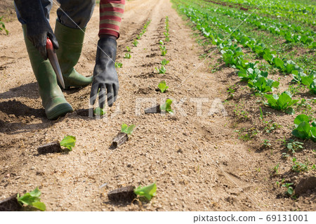 Planting lettuce seedlings 69131001