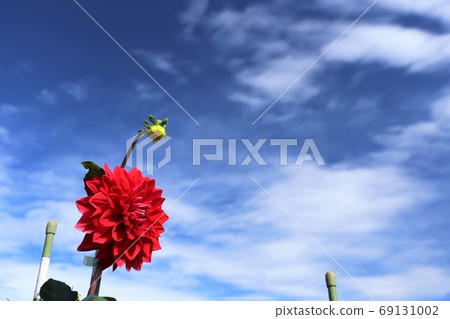Dahlia of Mami Hill Park 69131002
