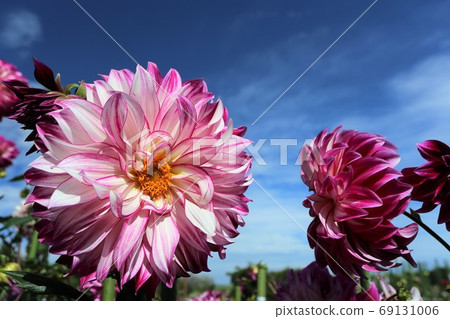 Dahlia of Mami Hill Park Dahlia of Mami Hill Park 69131006