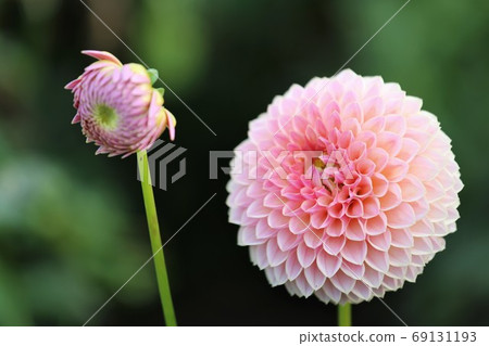 Dahlia of Mami Hill Park Dahlia of Mami Hill Park 69131193