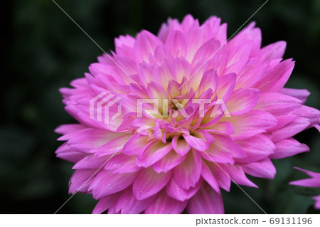 Dahlia of Mami Hill Park Dahlia of Mami Hill Park 69131196