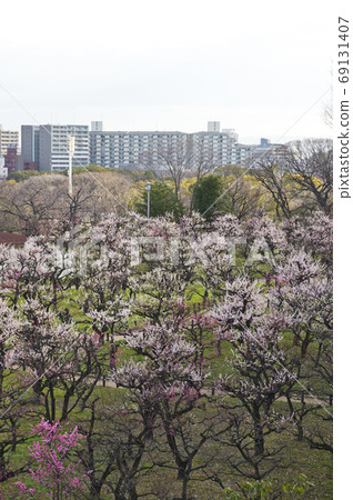 There are pink plum blossoms in the plum grove. 69131407