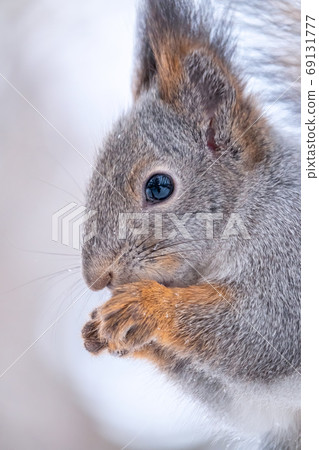 Portrait of a squirrel in winter on white snow background Portrait of a squirrel in winter on white snow background 69131777