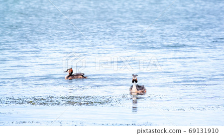 Two waterfowl birds Great Crested Grebes swim in the lake 69131910