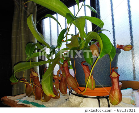 A blue pot of Nepenthes that has many insect traps on the backlit window with a light green curtain 69132021