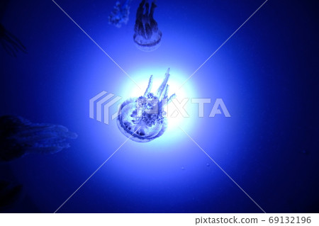Transparent jellyfish Transparent jellyfish 69132196