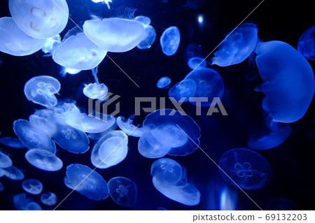 漂流水母 漂流水母 69132203