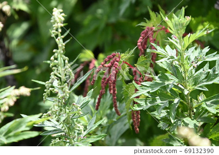 Red alpine plant 69132390