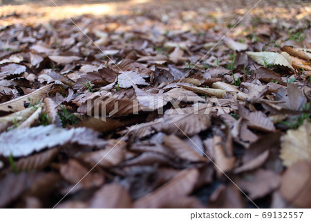 Carpet of deciduous leaves 69132557