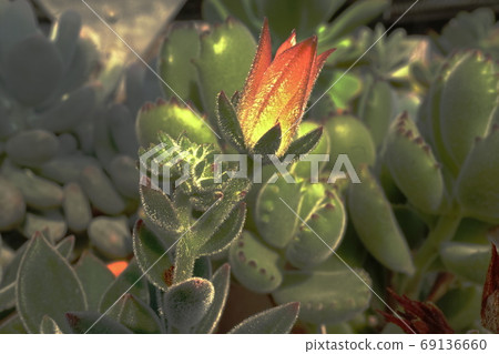 光芽（光）多肉植物 69136660