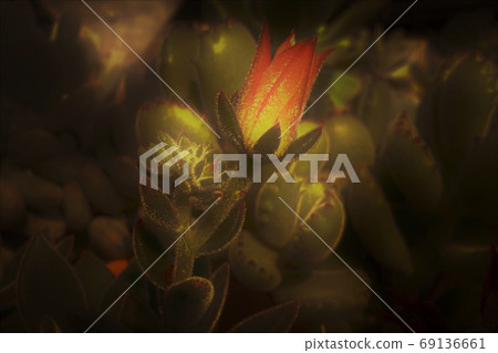 發光的芽(懷舊)多肉植物 發光的芽(懷舊)多肉植物 69136661