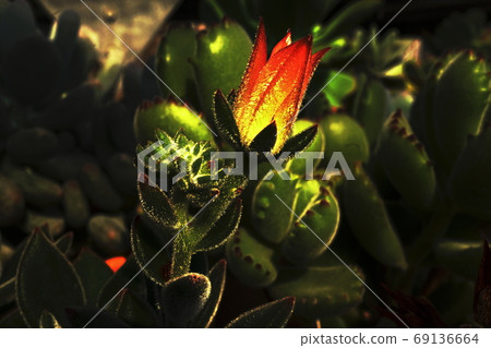 發光的芽（暗）肉質植物 69136664