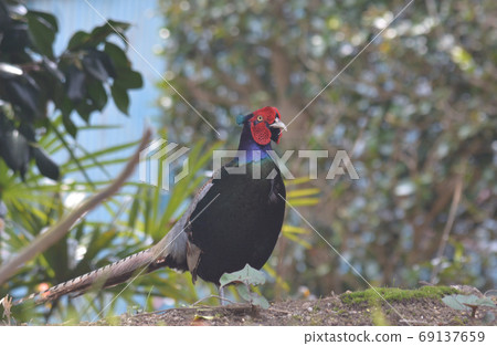 Pheasants #8 in our garden Pheasants #8 in our garden 69137659