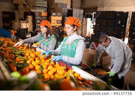 People working on tangerines sorting line People working on tangerines sorting line 69137738