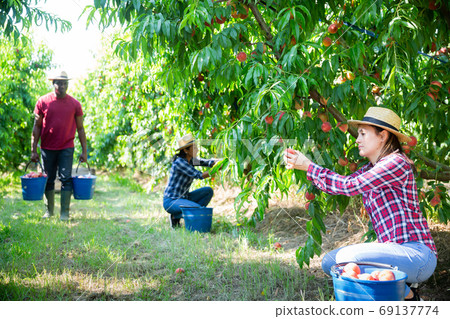 Positive Latina picking ripe peaches in farm orchard 69137774