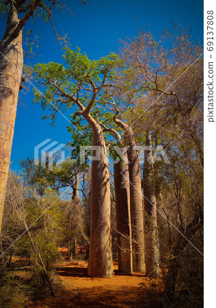 Landscape with Adansonia grandidieri baobab tree in Reniala national park, Toliara, Madagascar Landscape with Adansonia grandidieri baobab tree in Reniala national park, Toliara, Madagascar 69137808