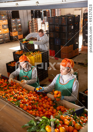 High angle view of group of people working on citrus sorting line at warehouse High angle view of group of people working on citrus sorting line at warehouse 69137828