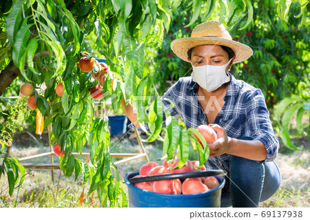 Woman in protective mask harvesting ripe peaches in orchard Woman in protective mask harvesting ripe peaches in orchard 69137938