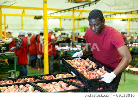 Male warehouse worker loading boxes with peaches Male warehouse worker loading boxes with peaches 69138016
